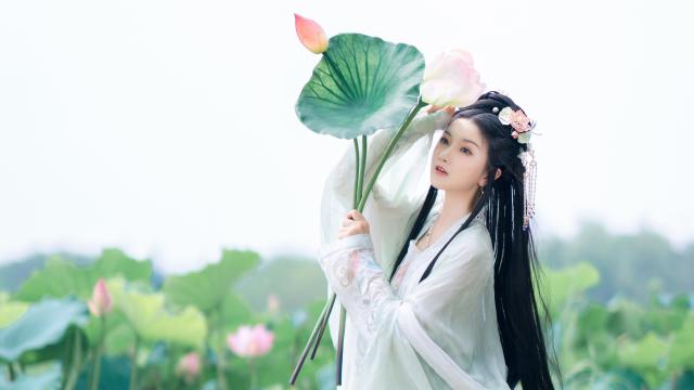 价格走势预测：鸡爪槭是否将继续升值？